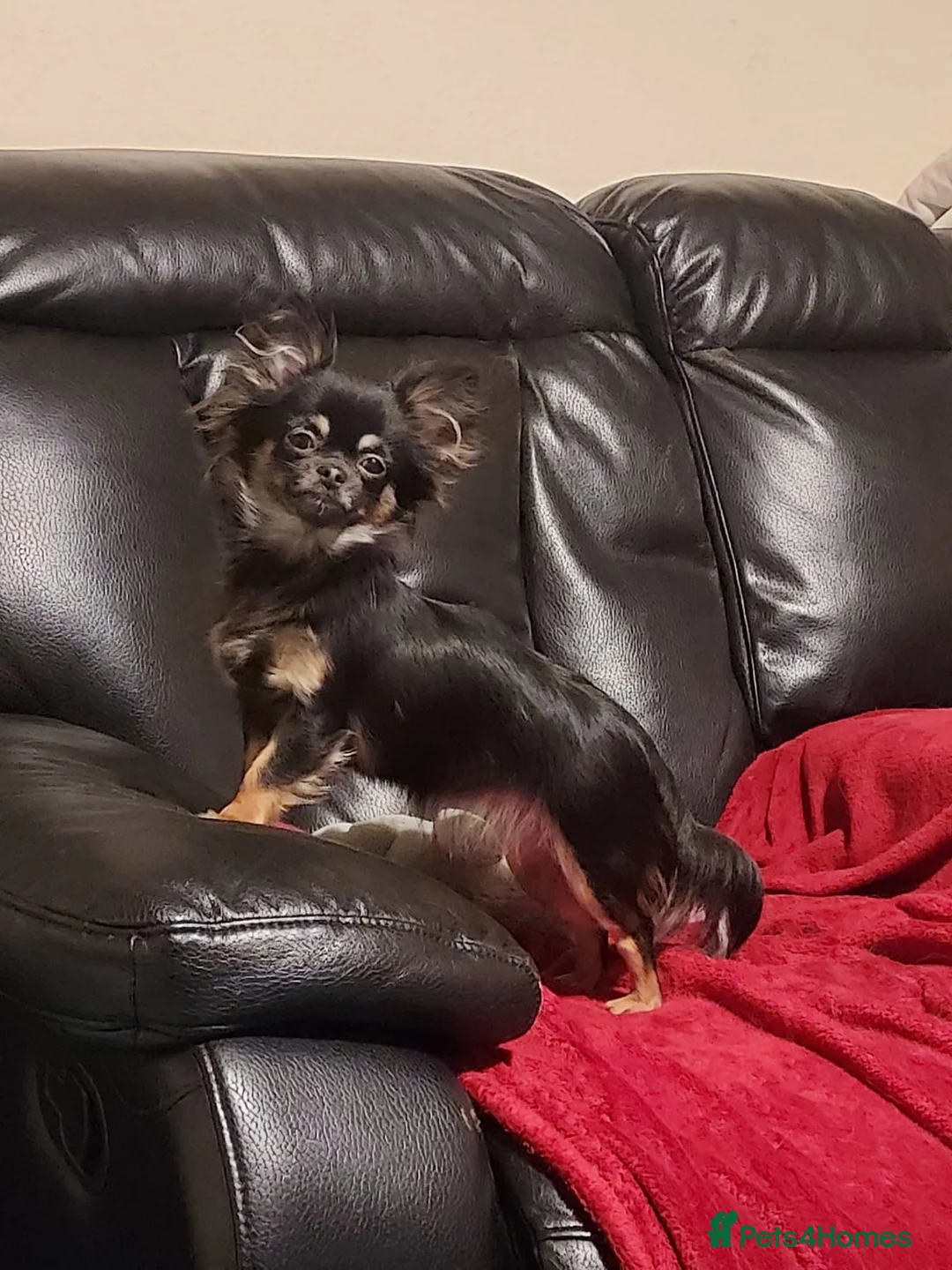 Chihuahua dogs for sale: Long haired Black and Tan chihuahua - Advert 2