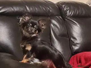 Chihuahua dogs Long haired Black and Tan chihuahua - Advert 2