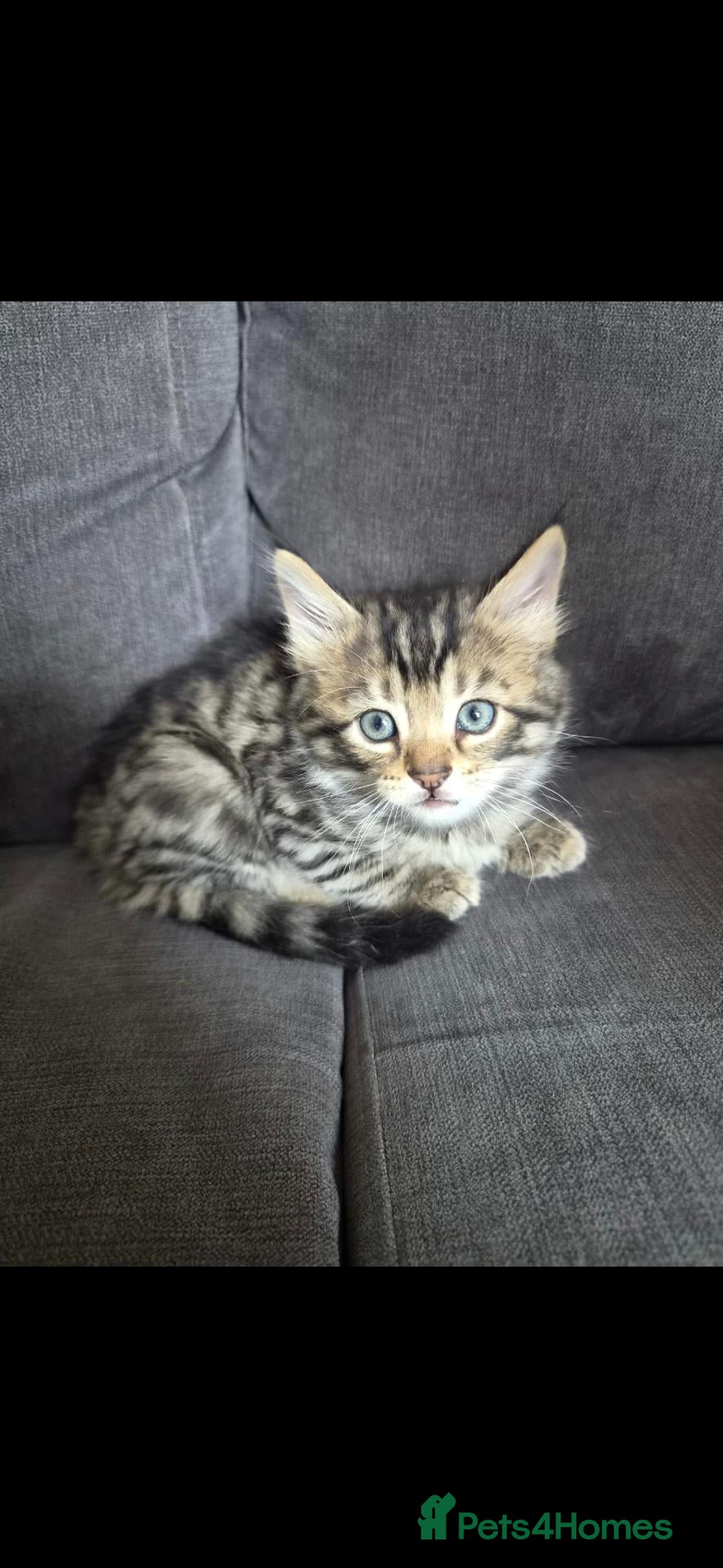 Mixed Breed cats Baby Boy 9 weeks - Advert 2