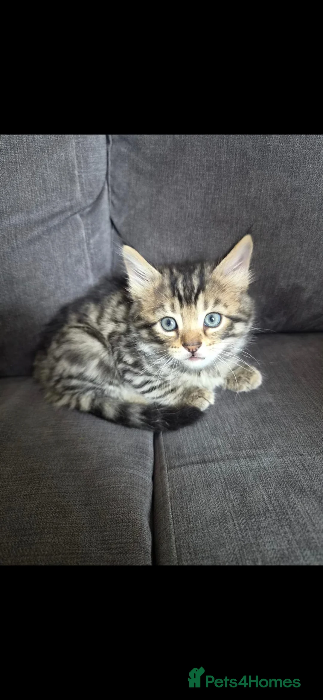 Mixed Breed cats for sale: Baby Boy 9 weeks - Advert 1
