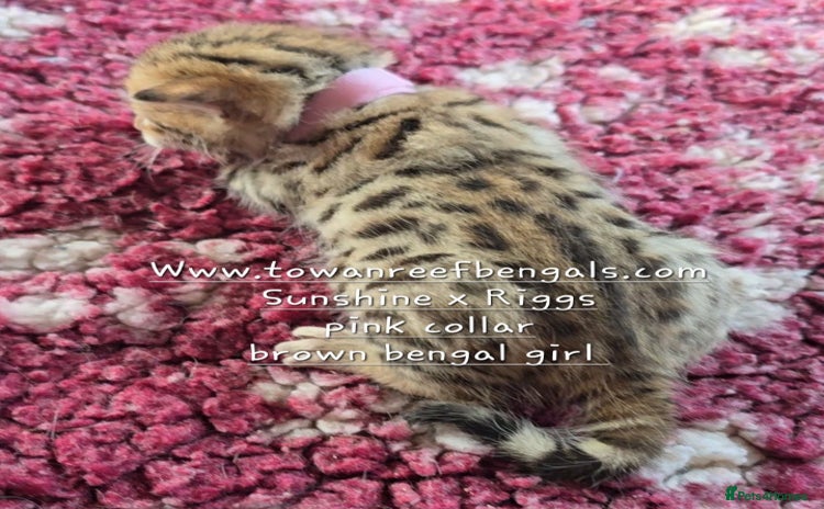 Bengal cats - Advert 15