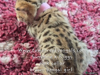 Bengal cats - Advert 5