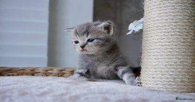 Scottish Fold cats - Advert 6