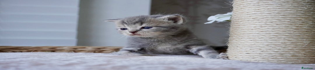 Blue and lilac tabby 