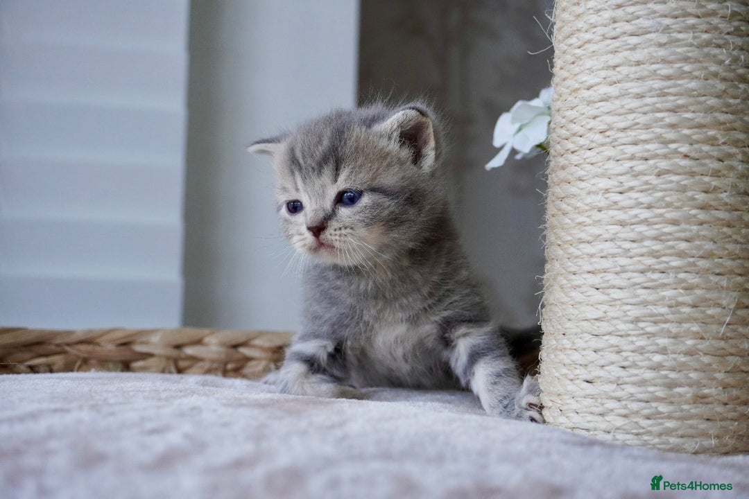 Scottish Fold cats for sale: Scottish Fold kittens  - Image 2