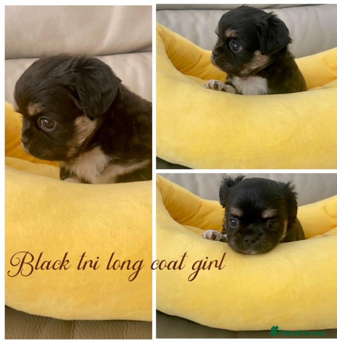 Chihuahua dogs for sale: KC Reg Chihuahuas 3 Boys/1 Girl Short & Long coat - Advert 5