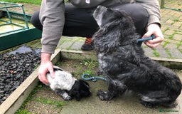 Cocker Spaniel dogs for sale: Fantastic litter of cocker spaniels - Image 1