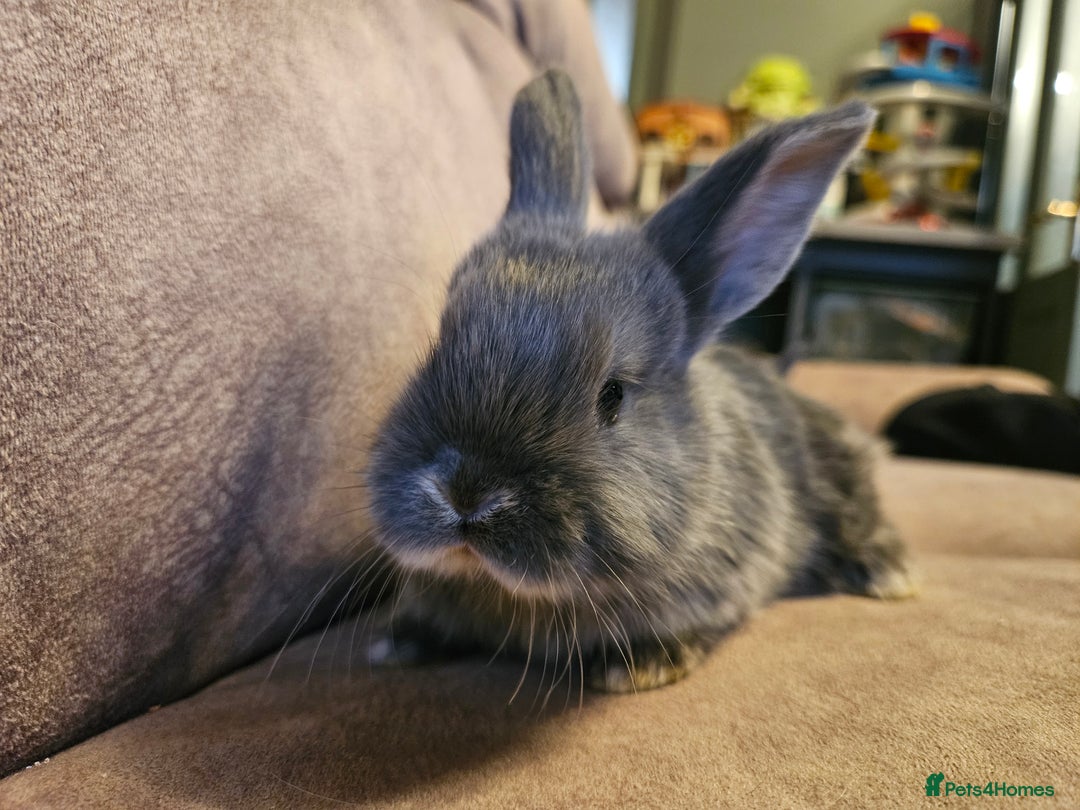 Mixed Breed rabbits for sale: 8 week old grey blue otter netherland dwarf x - Advert 13