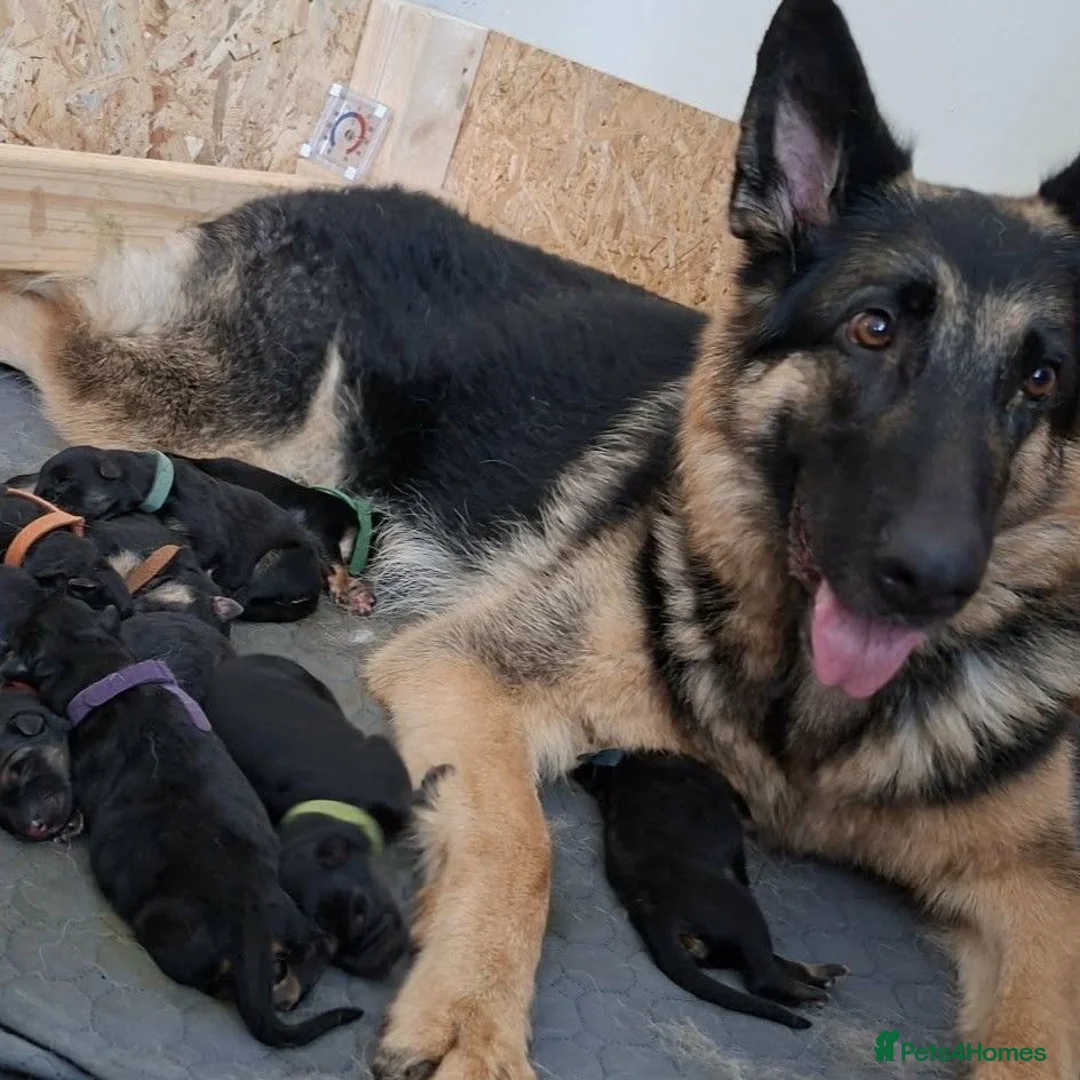 German Shepherd dogs for sale: Purebred Straight Backed German Shepherd Puppies - Advert 1