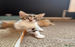 Domestic Shorthair cats for sale: Family-Raised Kittens, Friendly, Playful Ready Now - Image 32