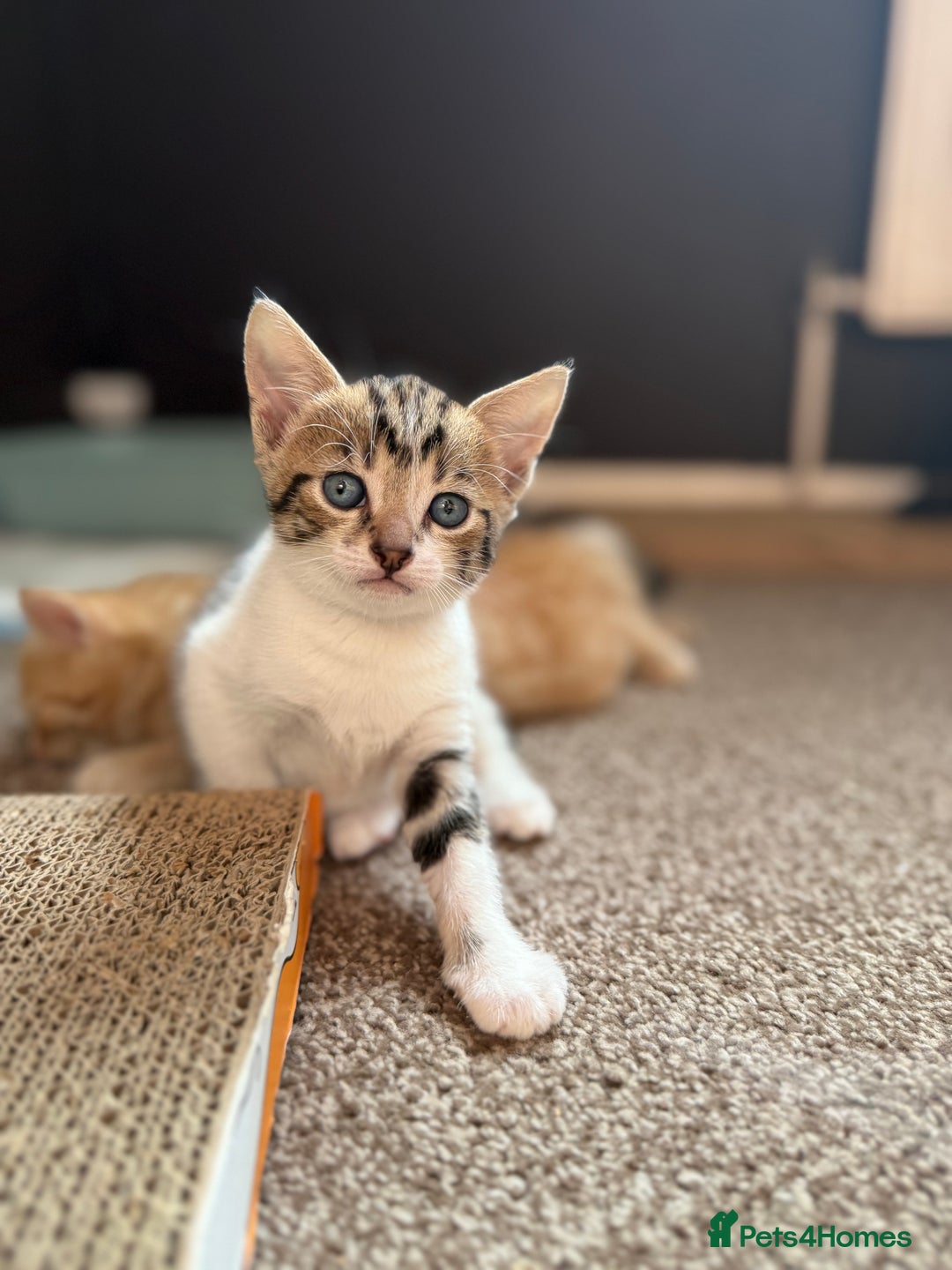 Domestic Shorthair cats for sale: Family-Raised Kittens, Friendly, Playful Ready Now - Image 32