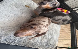 Miniature Dachshund dogs for sale: Miniture dachunds male - Image 3