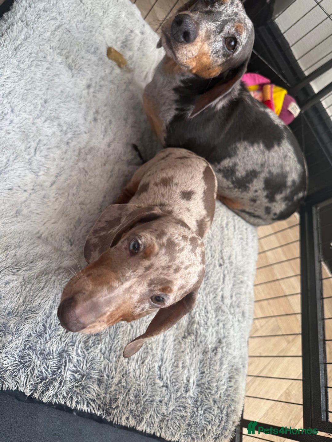 Miniature Dachshund dogs for sale: Miniture dachunds male - Image 3