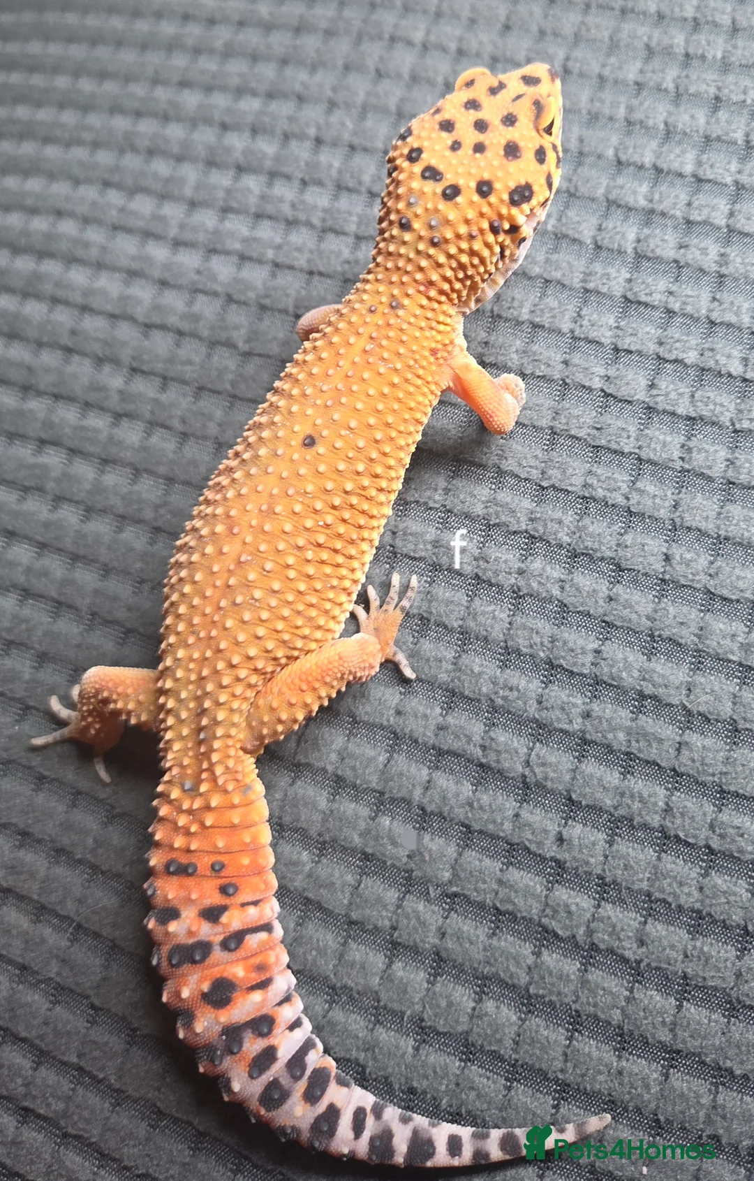 Leopard Gecko reptiles for sale: Leopard geckos and set ups available  - Advert 7