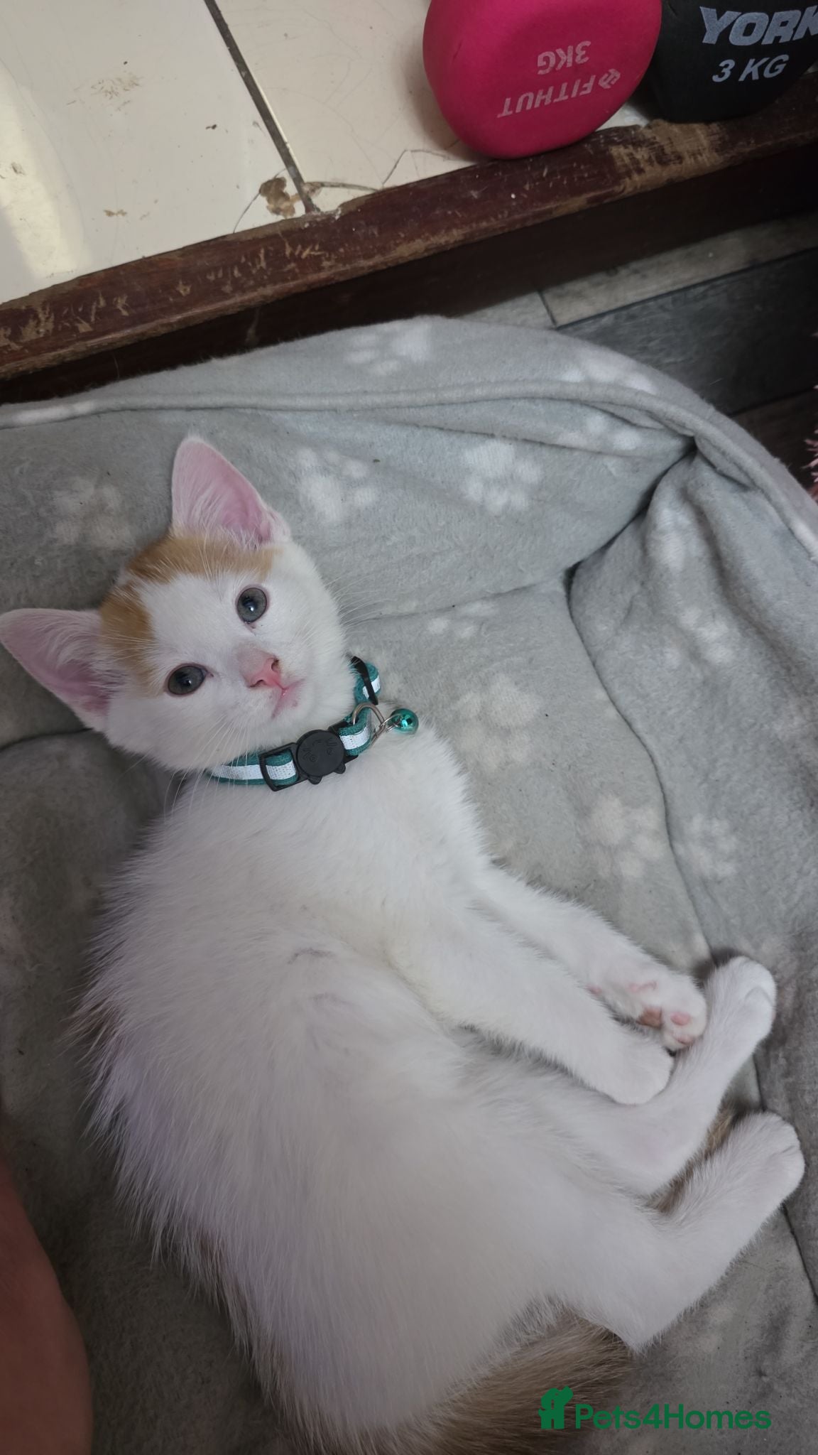 Domestic Shorthair cats Kitten looking for new lovely home  - Advert 1
