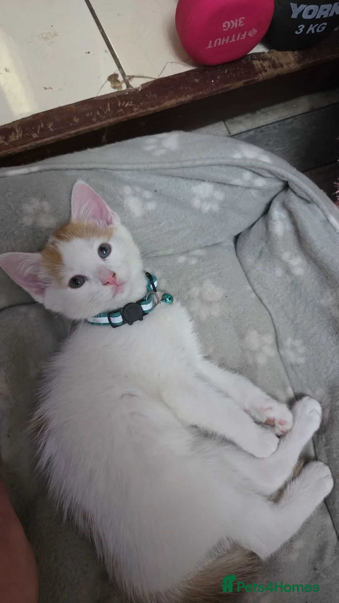 Domestic Shorthair cats for sale: Kitten looking for new lovely home  - Advert 1