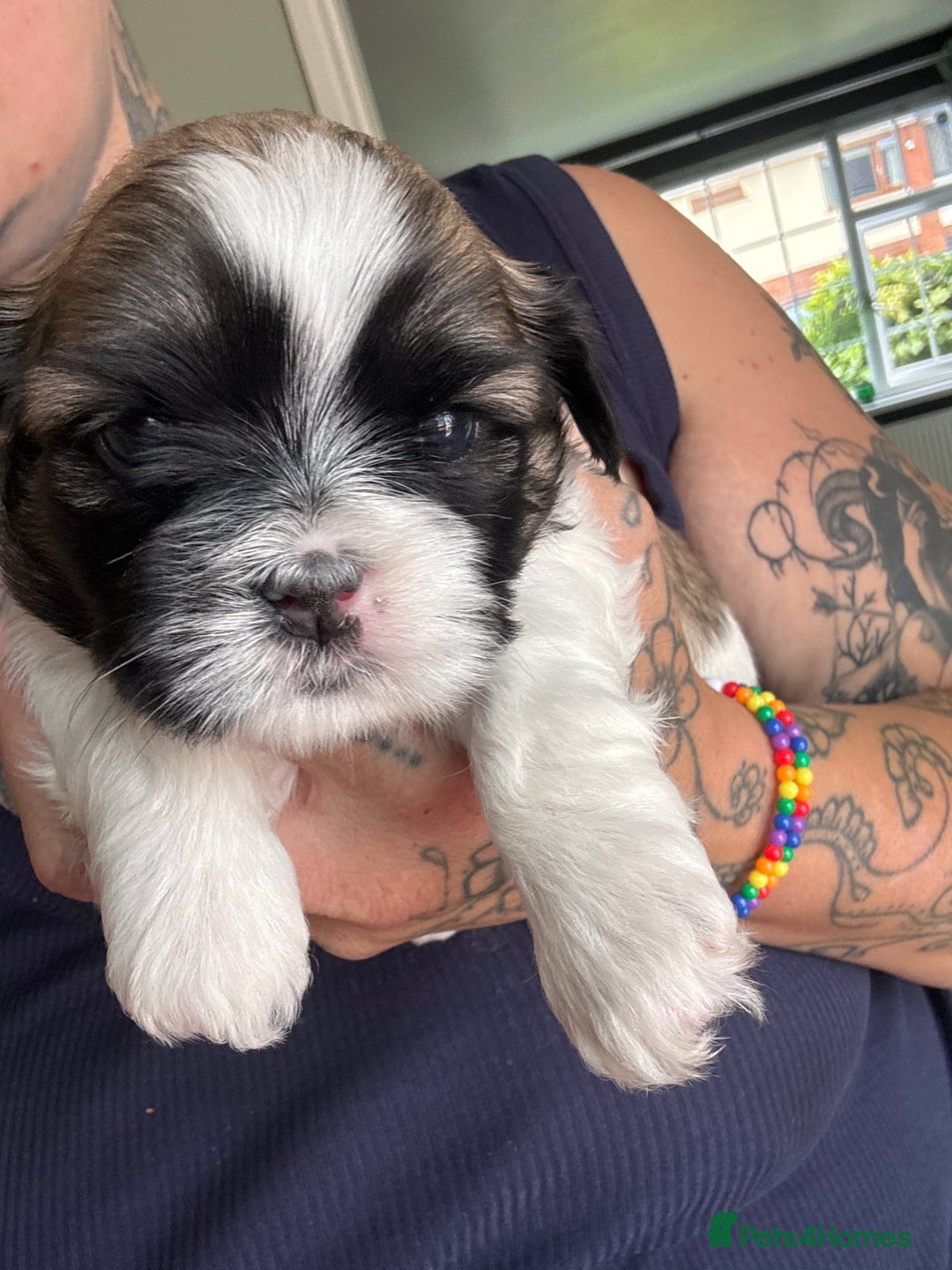 Lhasa Apso dogs for sale: 6 beautiful Lhasa Apso puppies - Image 21