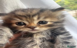 Persian cats for sale: Persian Ragdoll Kittens  - Image 11
