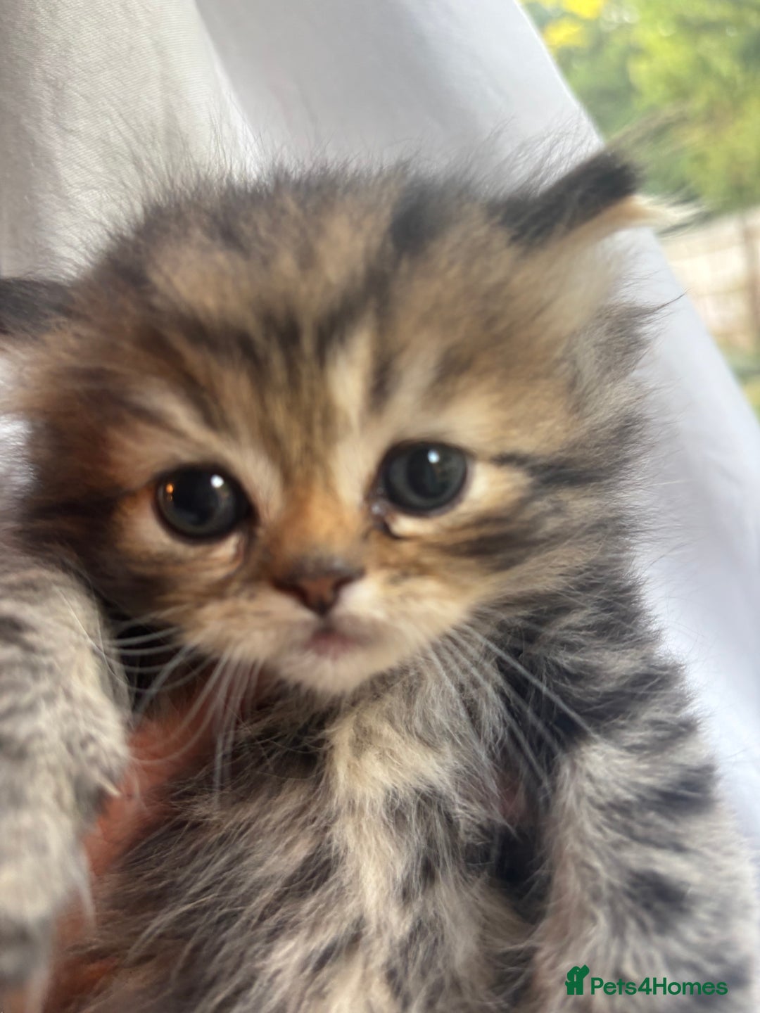 Persian cats for sale: Persian Ragdoll Kittens  - Image 11