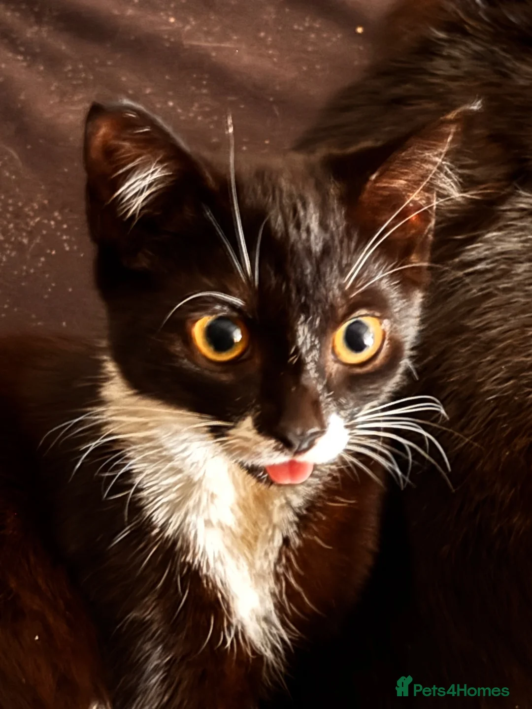 Mixed Breed cats for sale: Lovely and playful kittens in Hounslow - Advert 6