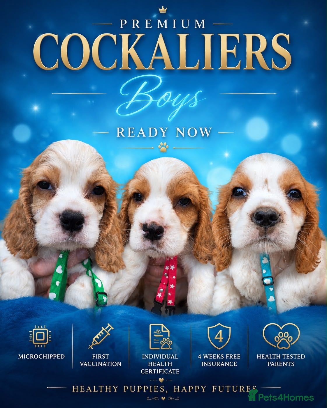Cockalier dogs Cockaliers READY NOW 2 BOYS  - Advert 1