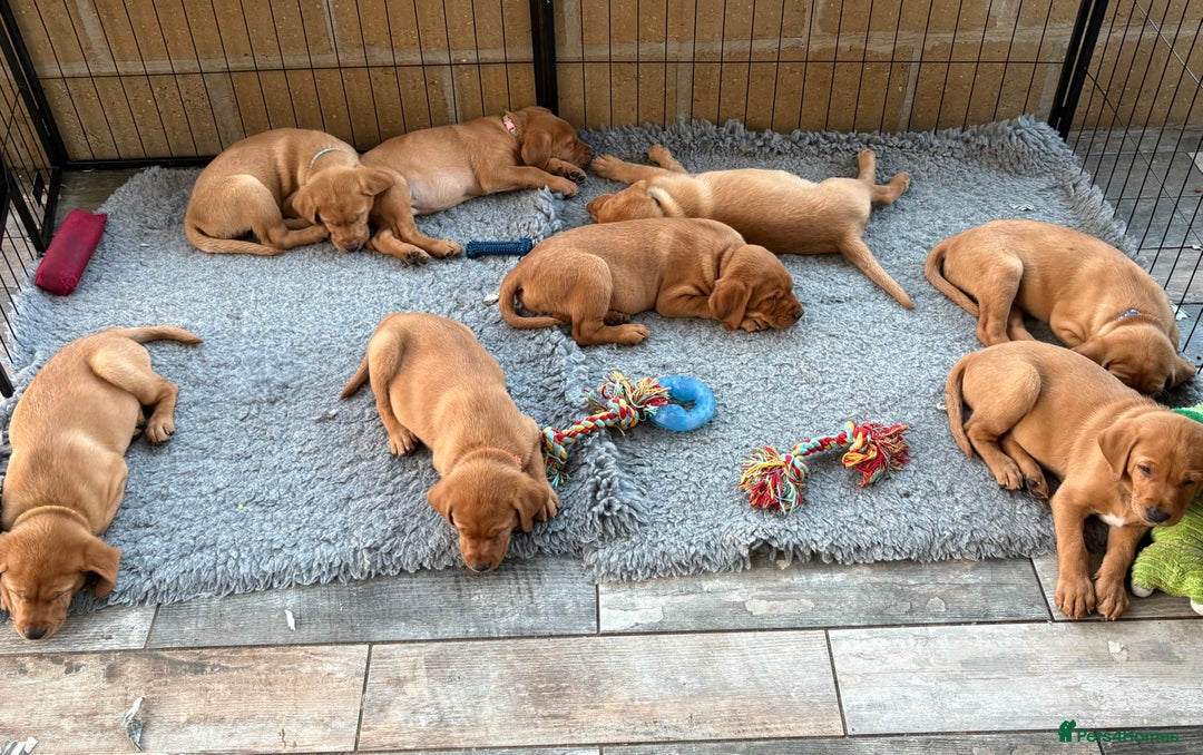 Labrador Retriever dogs for sale: Fox Red Labrador puppies Fully KC registered  - Image 3