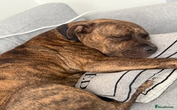 Mixed Breed dogs for sale: Beautiful Bruce 1 year old Staff x Boxer  - Image 3