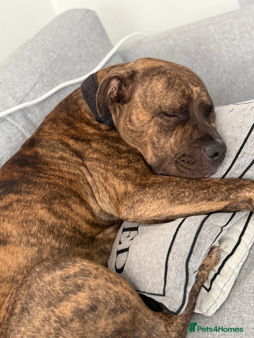 Mixed Breed dogs for sale: Beautiful Bruce 1 year old Staff x Boxer  - Image 3