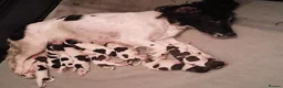 English Springer Spaniel dogs for sale: English Springer Spaniel Puppies - Advert 2