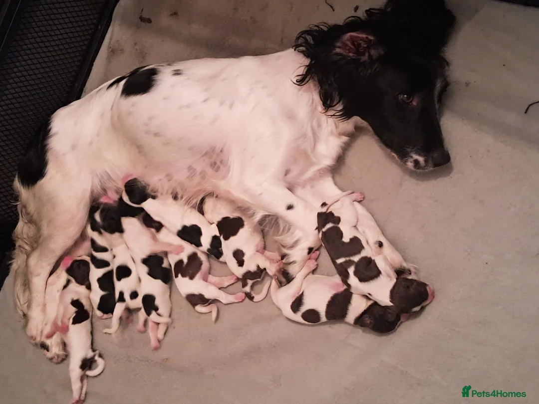 English Springer Spaniel dogs for sale: English Springer Spaniel Puppies - Advert 2