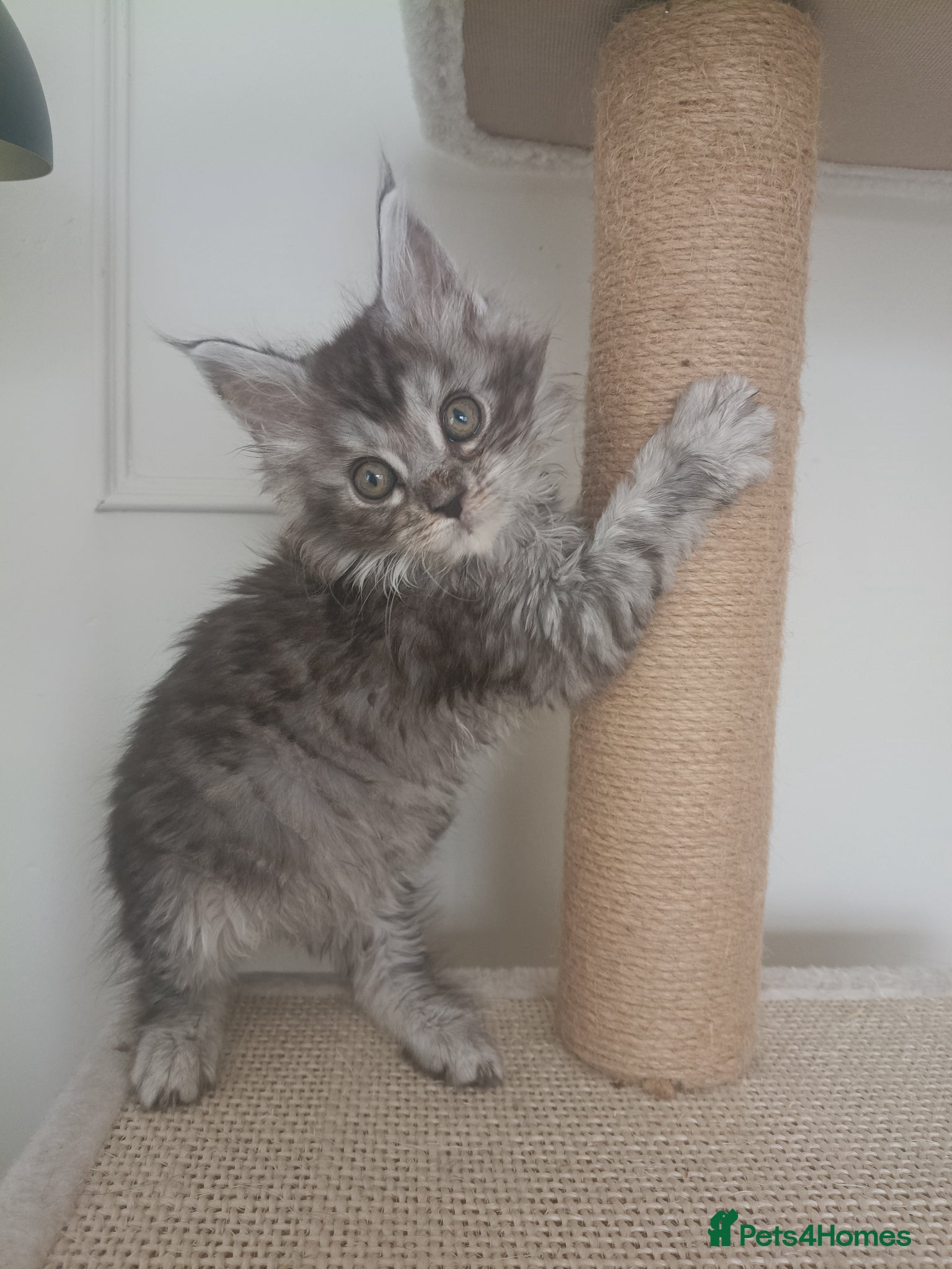 Maine Coon cats Stunning Maine Coon Kittens Ready Now ✨😻 - Advert 2
