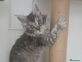 Maine Coon cats Stunning Maine Coon Kittens Ready Now ✨😻 - Advert 12