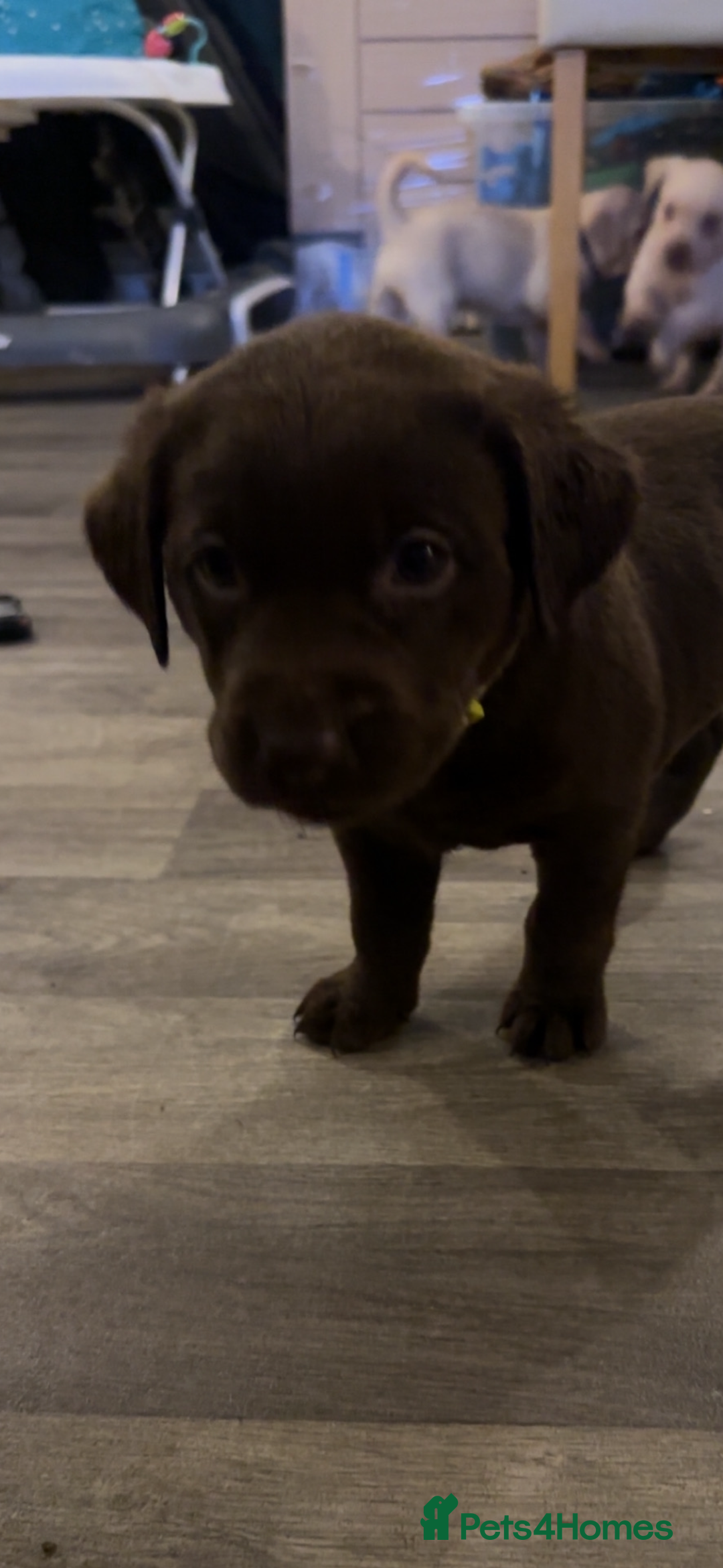 Labrador Retriever dogs for sale: Chocolate Labrador bitch - Advert 3