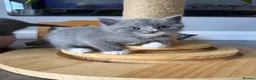 British Shorthair cats for sale: Adorable British Shorthair Kittens–2 Boys &2 Girls - Advert 1