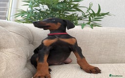 Dobermann dogs for sale: Healthy chunky European Doberman puppies - Image 8
