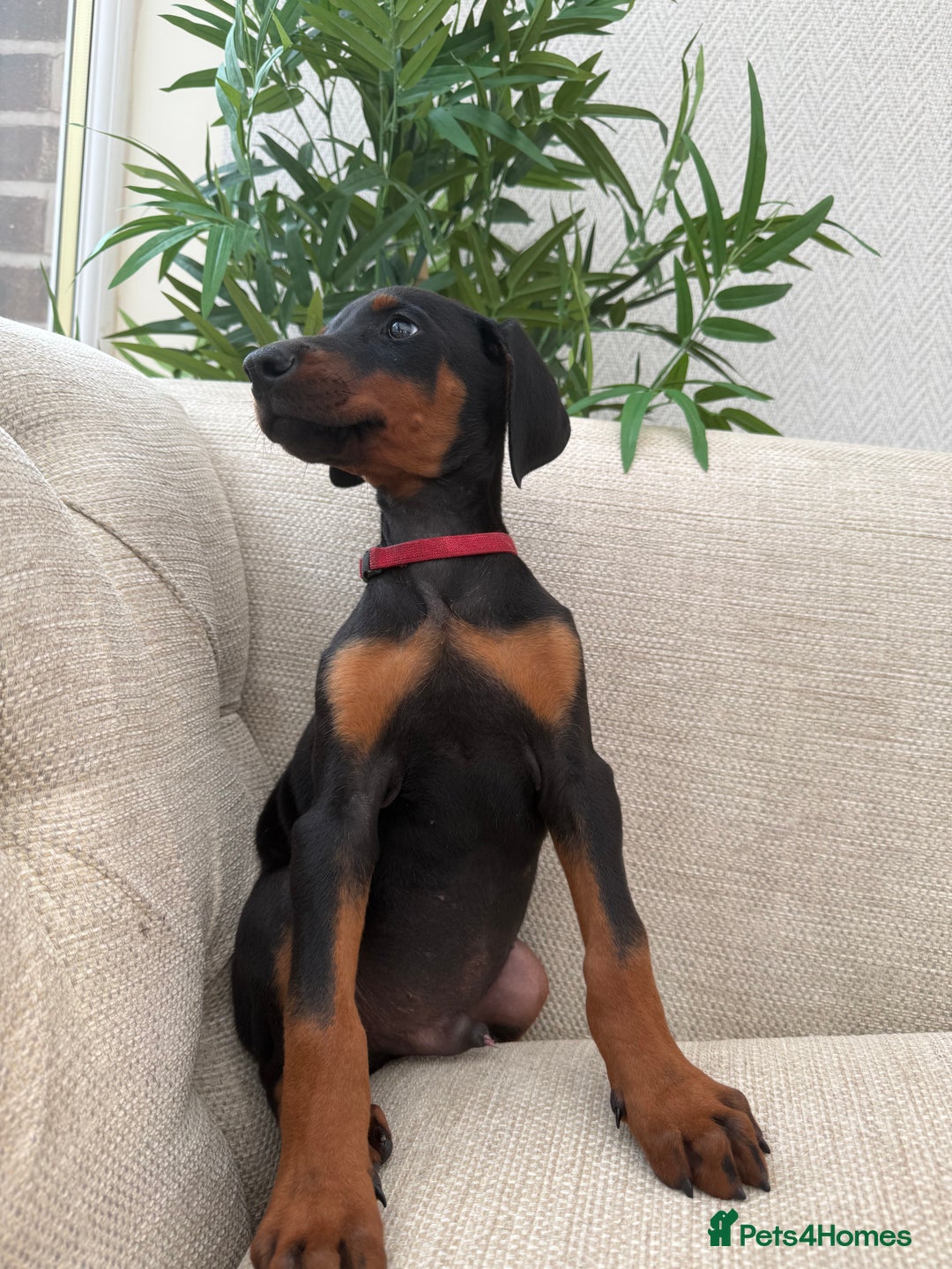 Dobermann dogs for sale: Healthy chunky European Doberman puppies - Image 8