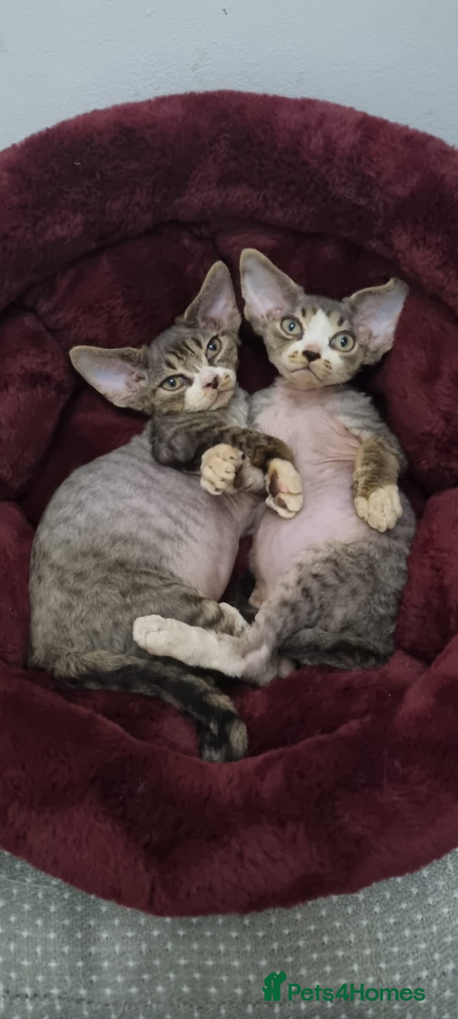 Devon Rex cats ❤️ Three lovely brothers and sister ❤️ - Advert 10