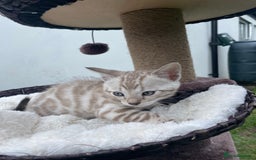 Bengal cats for sale: 3 Pure Bengals left  - Image 8