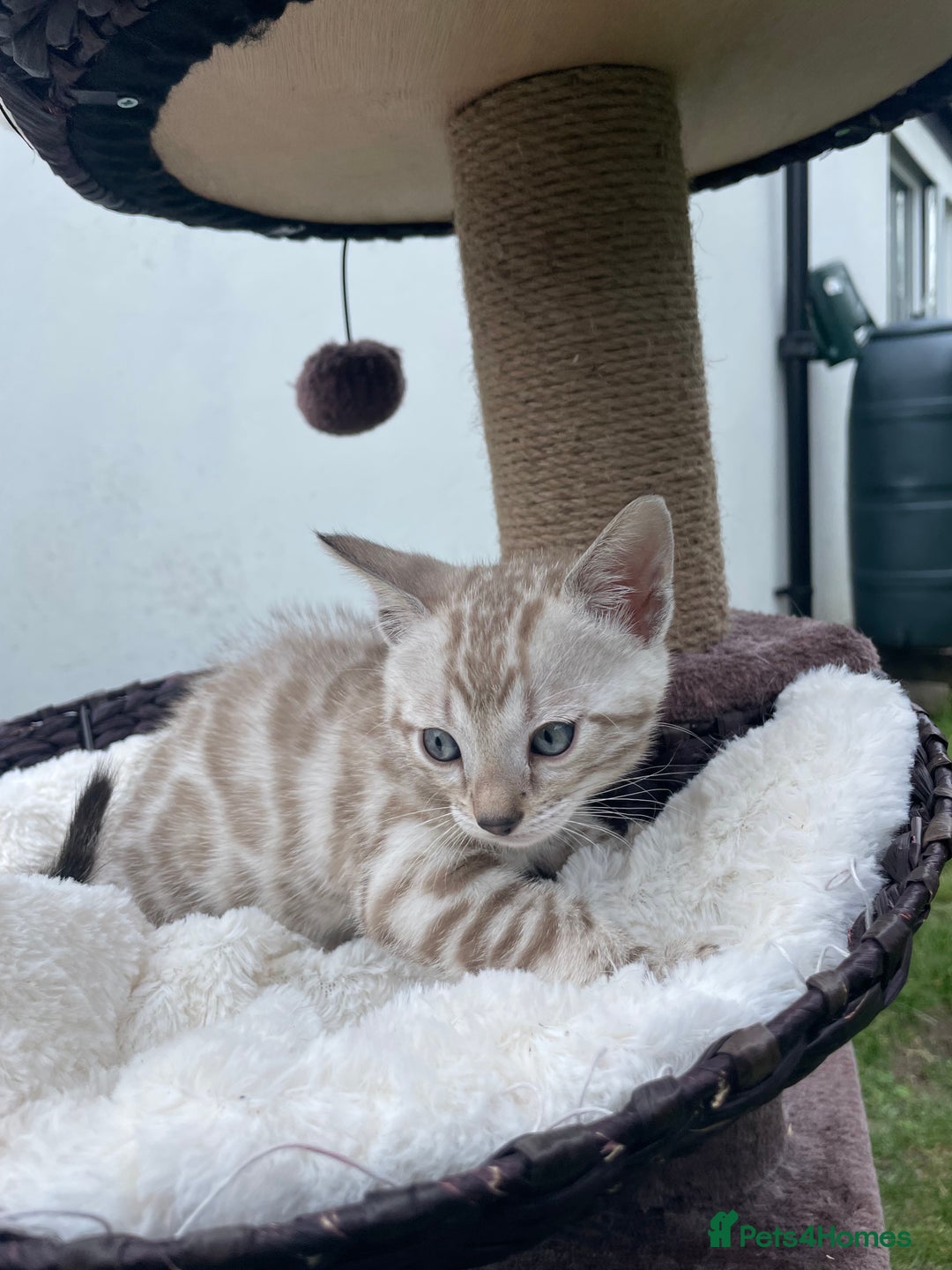 Bengal cats for sale: 3 Pure Bengals left  - Image 8