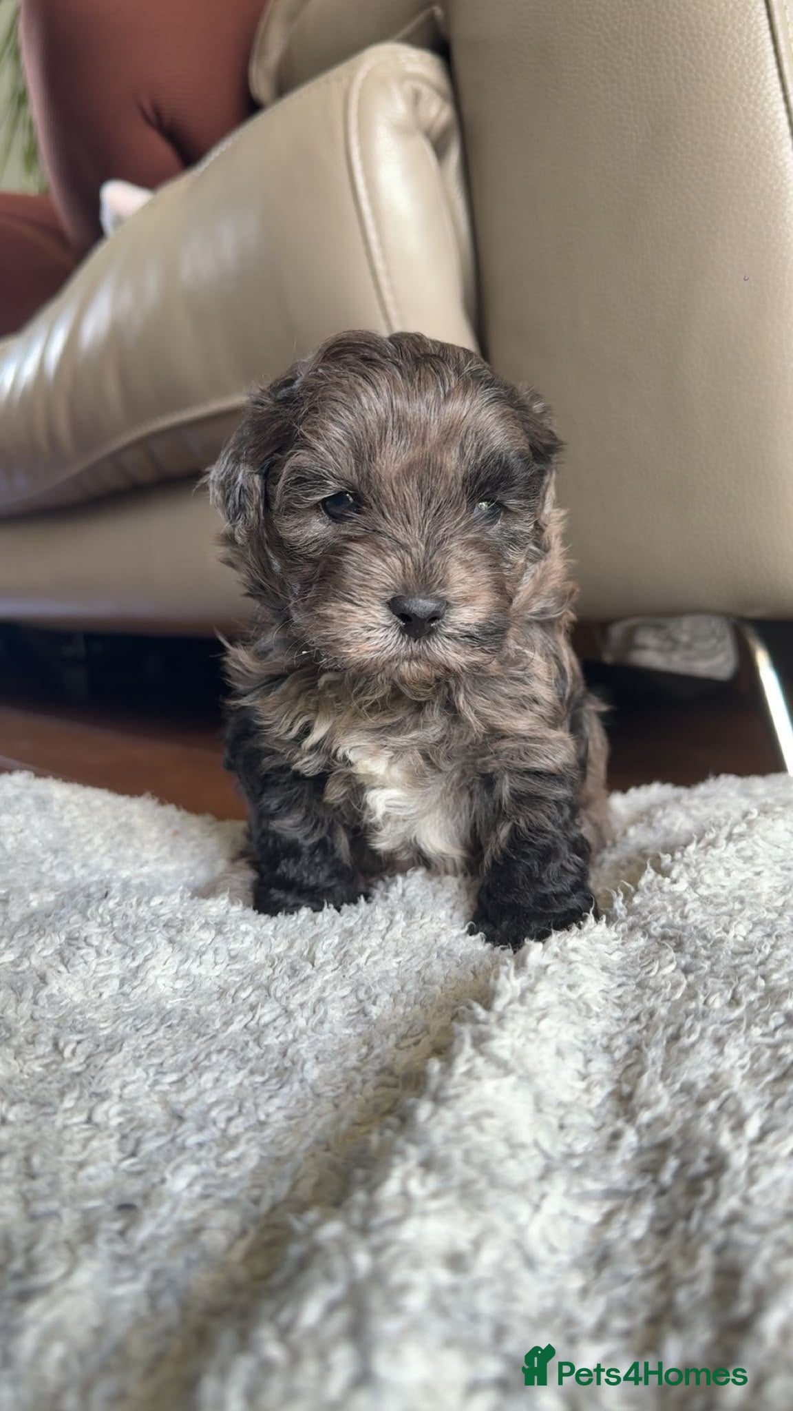 Lhasapoo dogs Stunning Lhasapoo Puppies Available.  - Advert 2