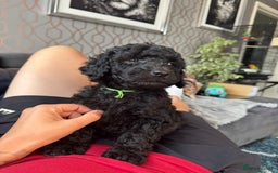 Goldendoodle dogs for sale: Ready Now ! F1B Standard Goldendoodle!  - Image 3
