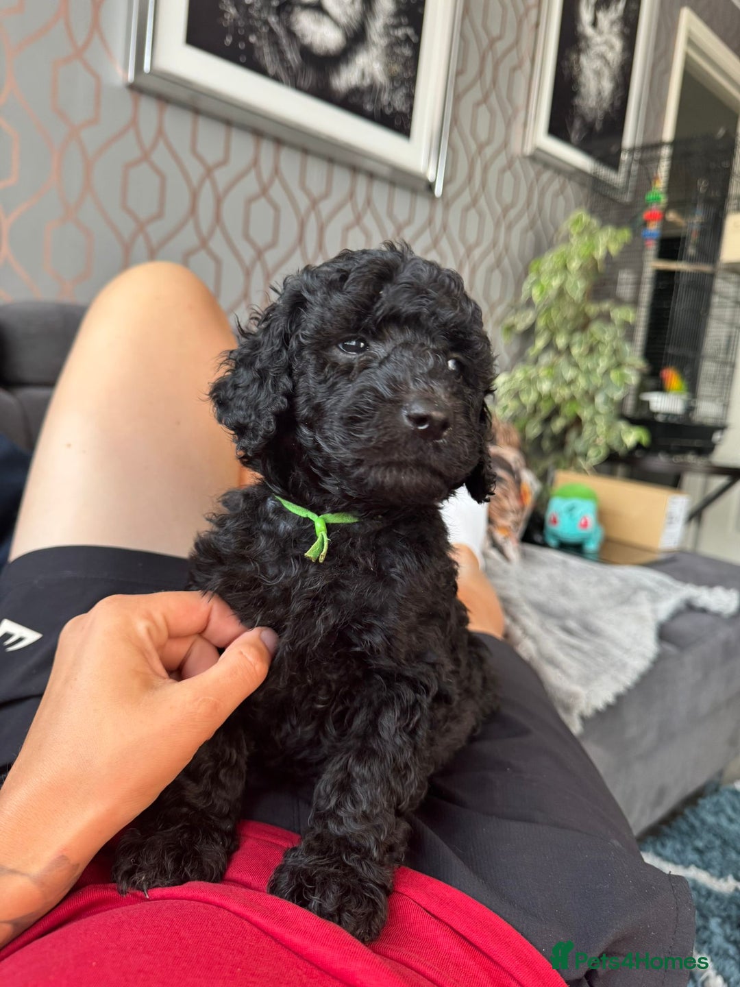 Goldendoodle dogs for sale: Ready Now ! F1B Standard Goldendoodle!  - Image 3