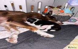 Bordoodle dogs for sale: Bordoodle Pups - Image 15