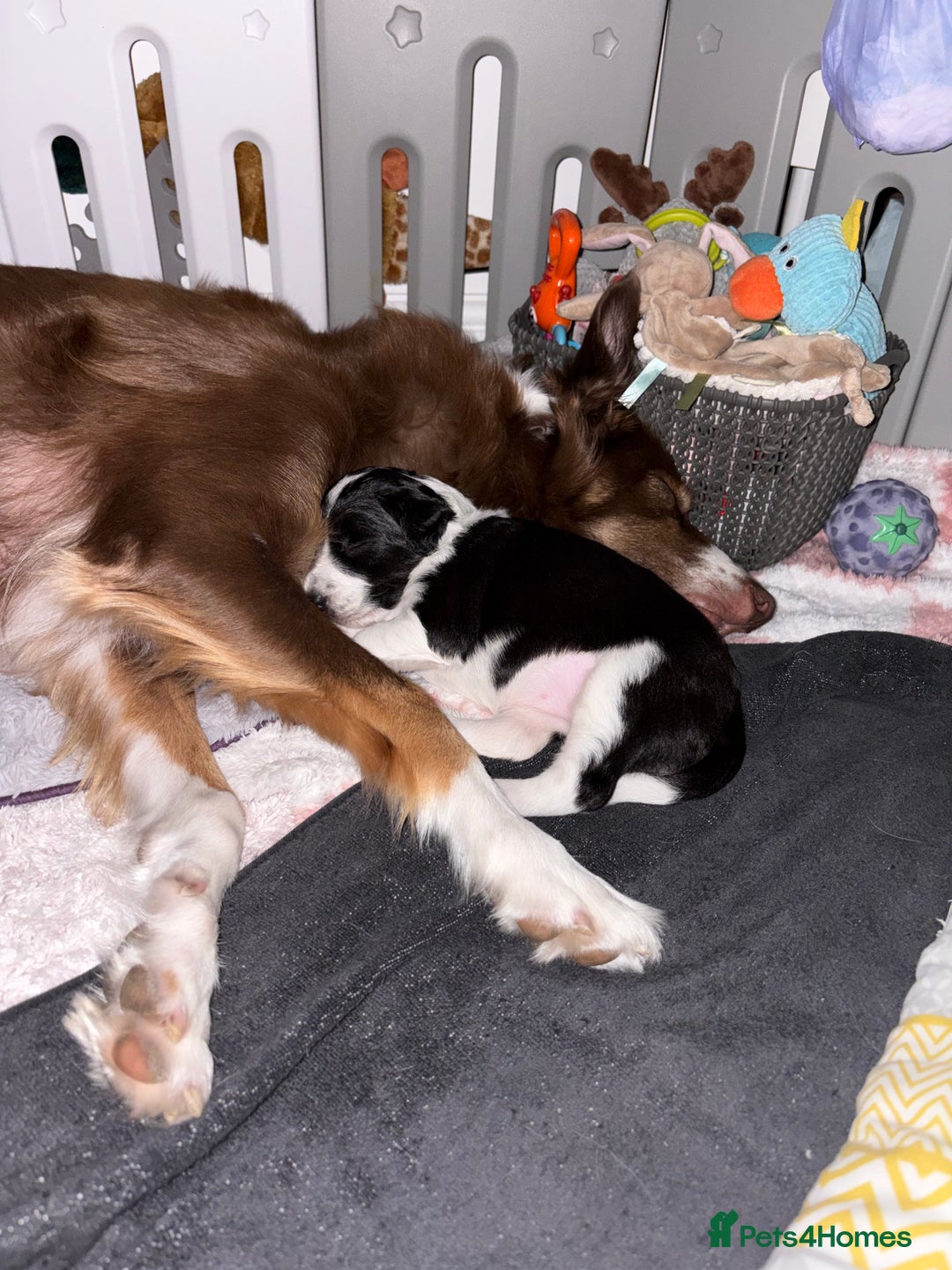 Bordoodle dogs for sale: Bordoodle Pups - Image 15