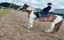 Irish Cob horses for sale: 5 yo skewbald cob 13.3 hh  - Image 16
