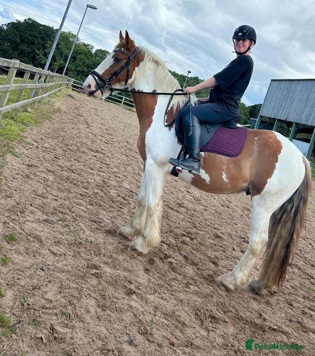 Irish Cob horses for sale: 5 yo skewbald cob 13.3 hh  - Image 16