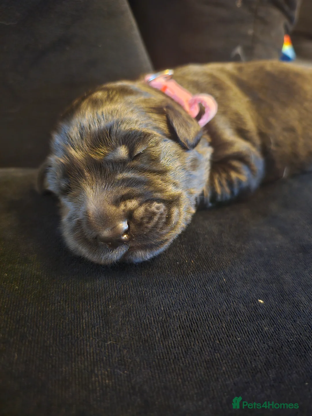 Mixed Breed dogs for sale: Golden Shepherd pup - Advert 17