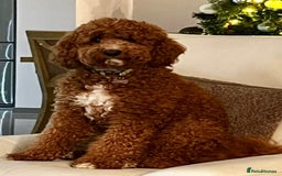 Australian Labradoodle dogs for sale: Multi Generational Australian Labradoodle Puppies - Image 2