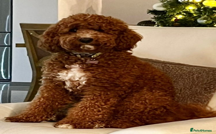 Australian Labradoodle dogs - Advert 1