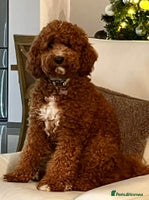 Australian Labradoodle dogs - Advert 3